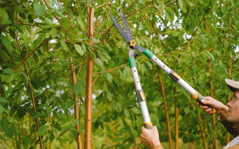 Tree trimming in Kerby, OR